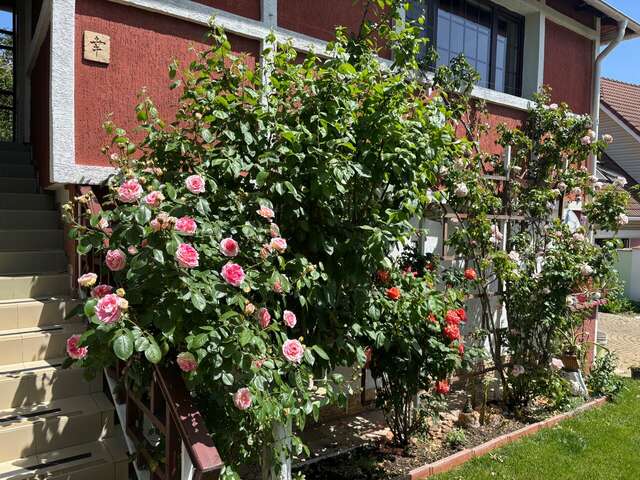 Гостевой дом Вилла София Архипо-Осиповка-11